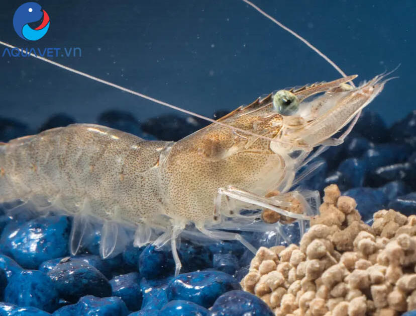 khoáng thủy sản